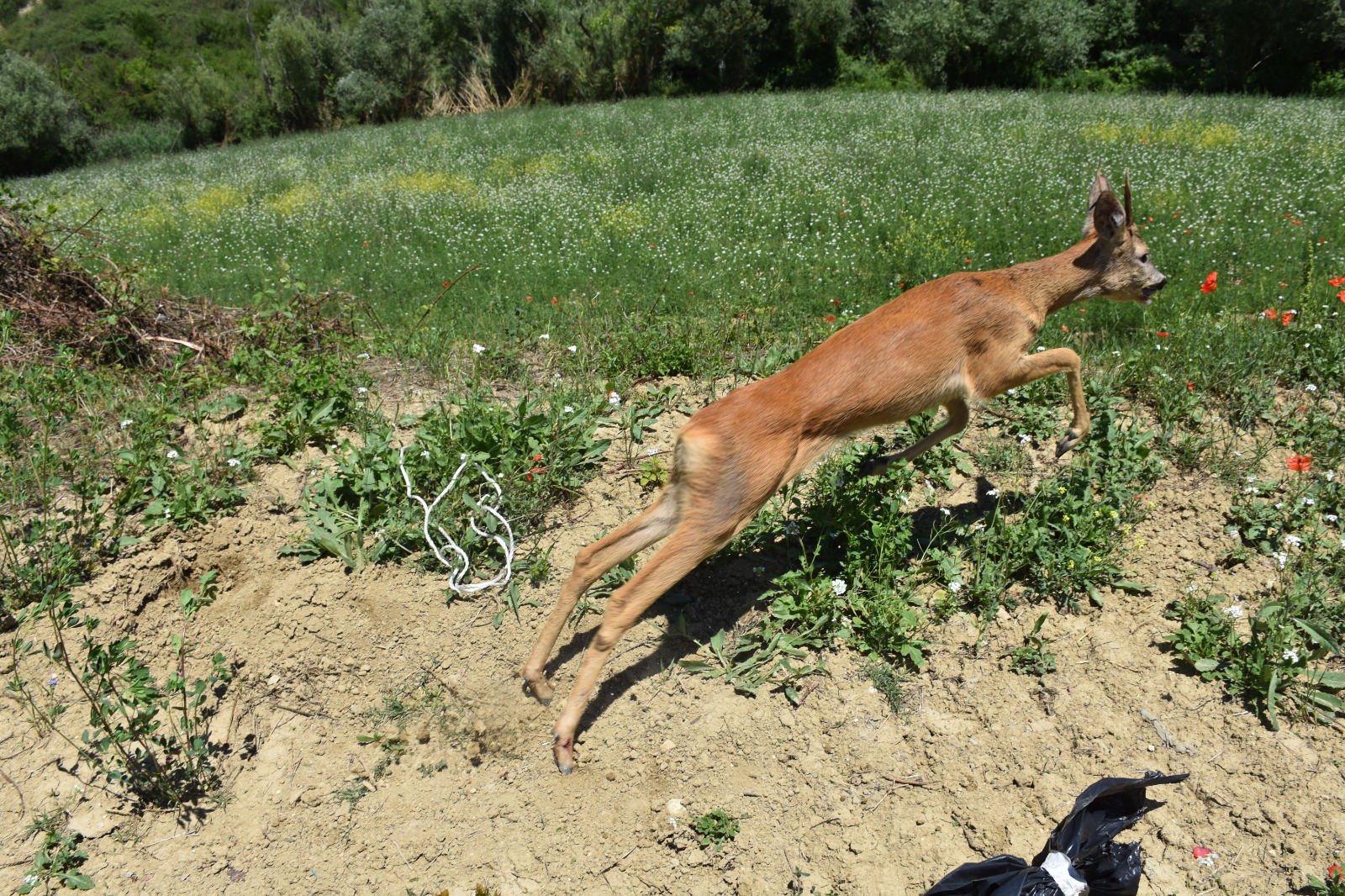 Veterinari Asl e forestali catturano capriolo a Brecciarola di Chieti. Terapia antishock per l’animale, liberato in un’area isolata