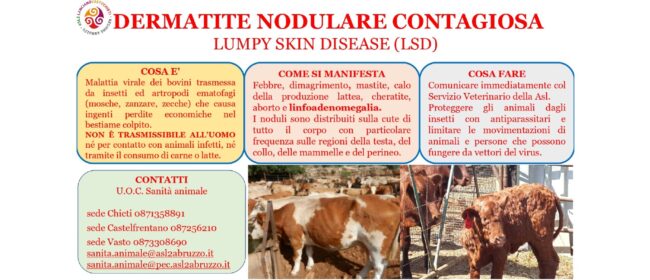 La dermatite nodulare dei bovini non si trasmette all’uomo: le cose da sapere, una guida per gli allevatori
