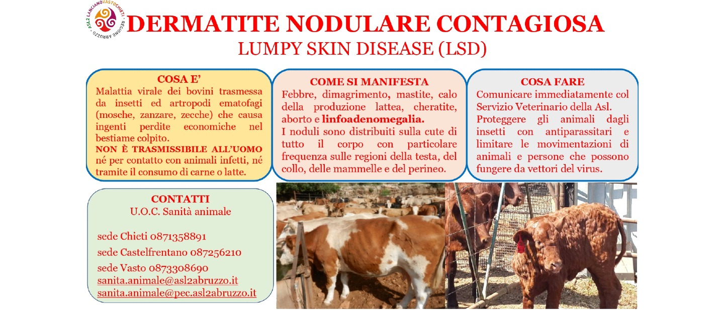 La dermatite nodulare dei bovini non si trasmette all’uomo: le cose da sapere, una guida per gli allevatori