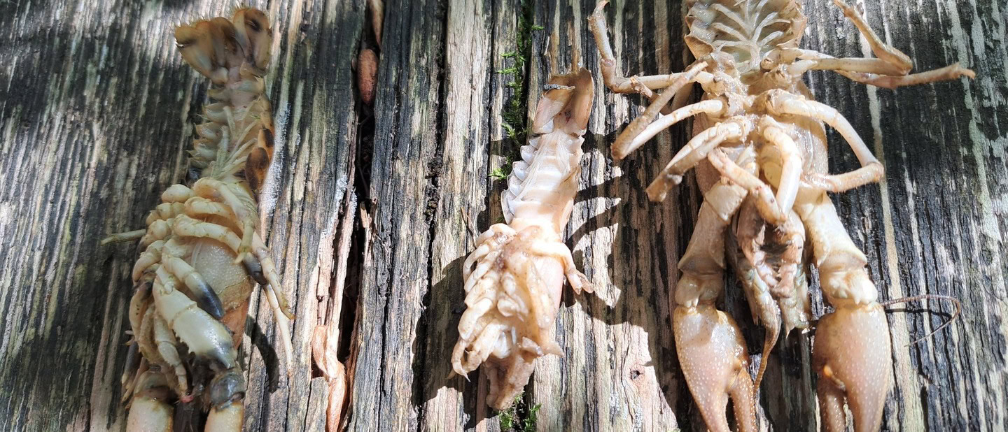 Torna la peste del gambero nel bacino del Sangro: a rischio la specie autoctona, scattano le misure di protezione