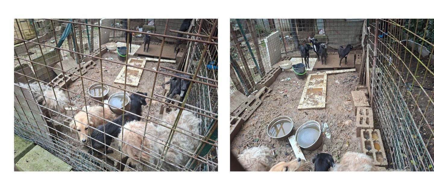 Cani nel fango o chiusi in un negozio: la Asl ne salva 15 a Fara Filiorum Petri. Scatta il sequestro per maltrattamento