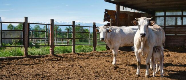 Brucellosi bovina, la provincia di Chieti ‘territorio indenne’. Stop alle misure sanitarie straordinarie per oltre 500 aziende zootecniche